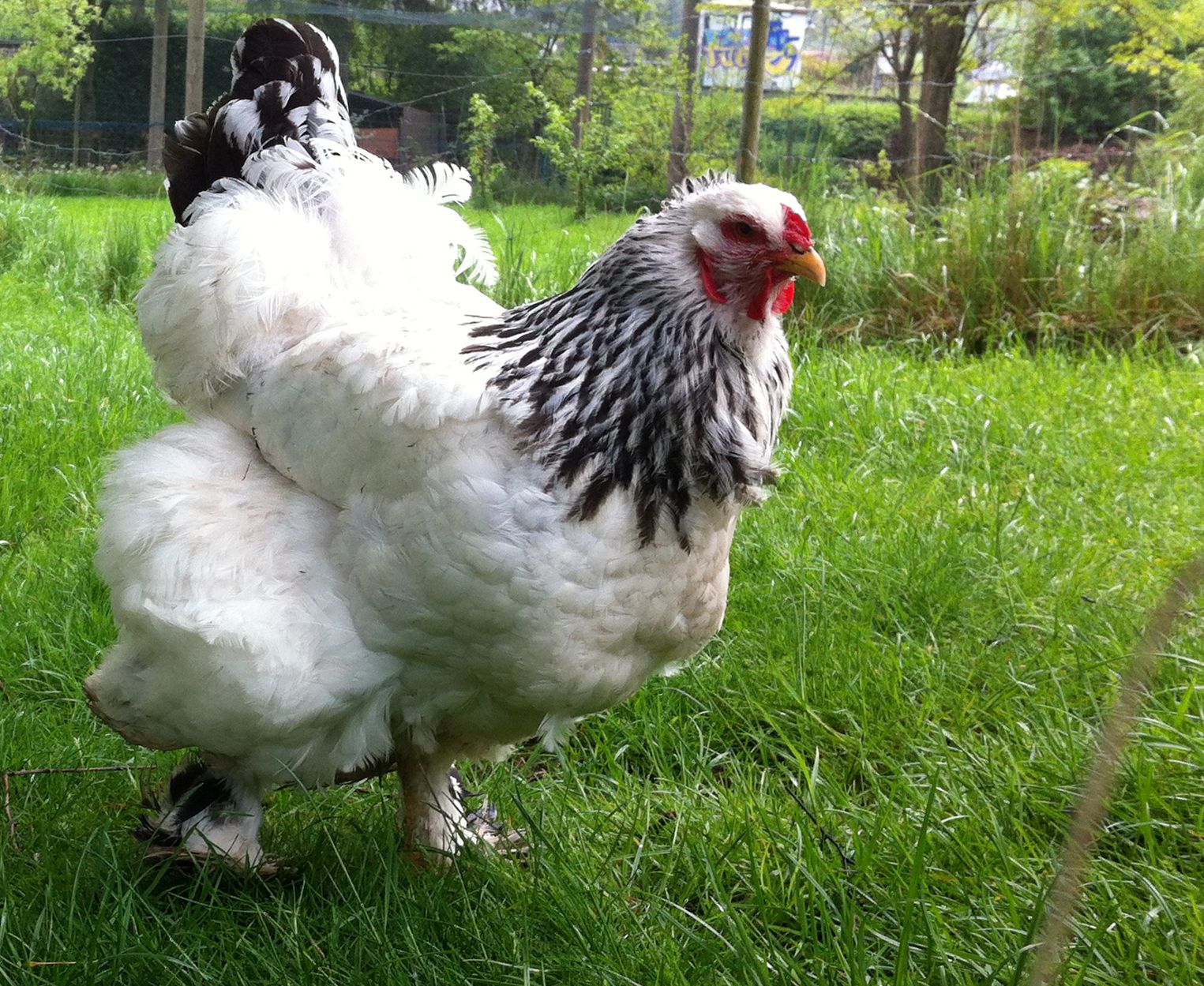 brahma representative breed photograph; colour variety may differ