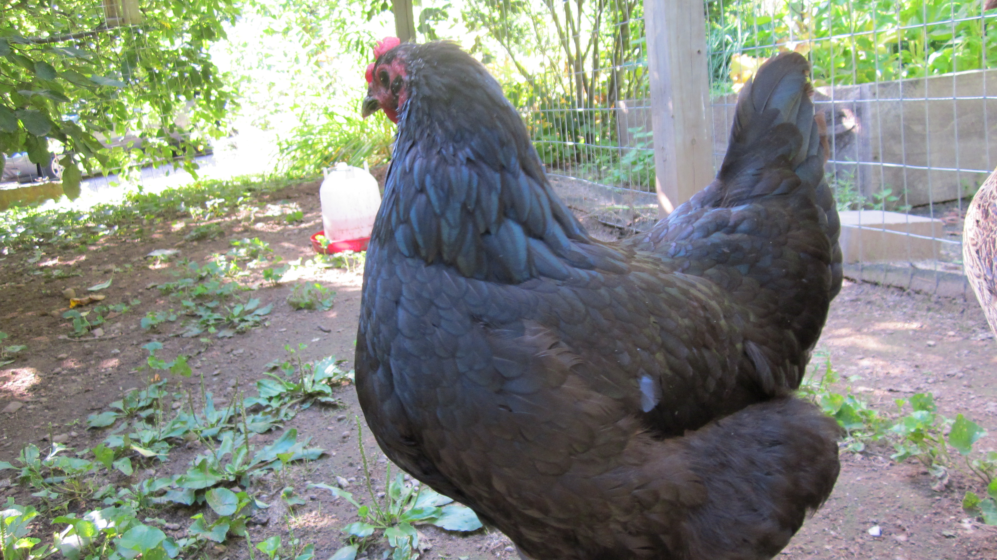 australorp representative breed photograph; colour variety may differ
