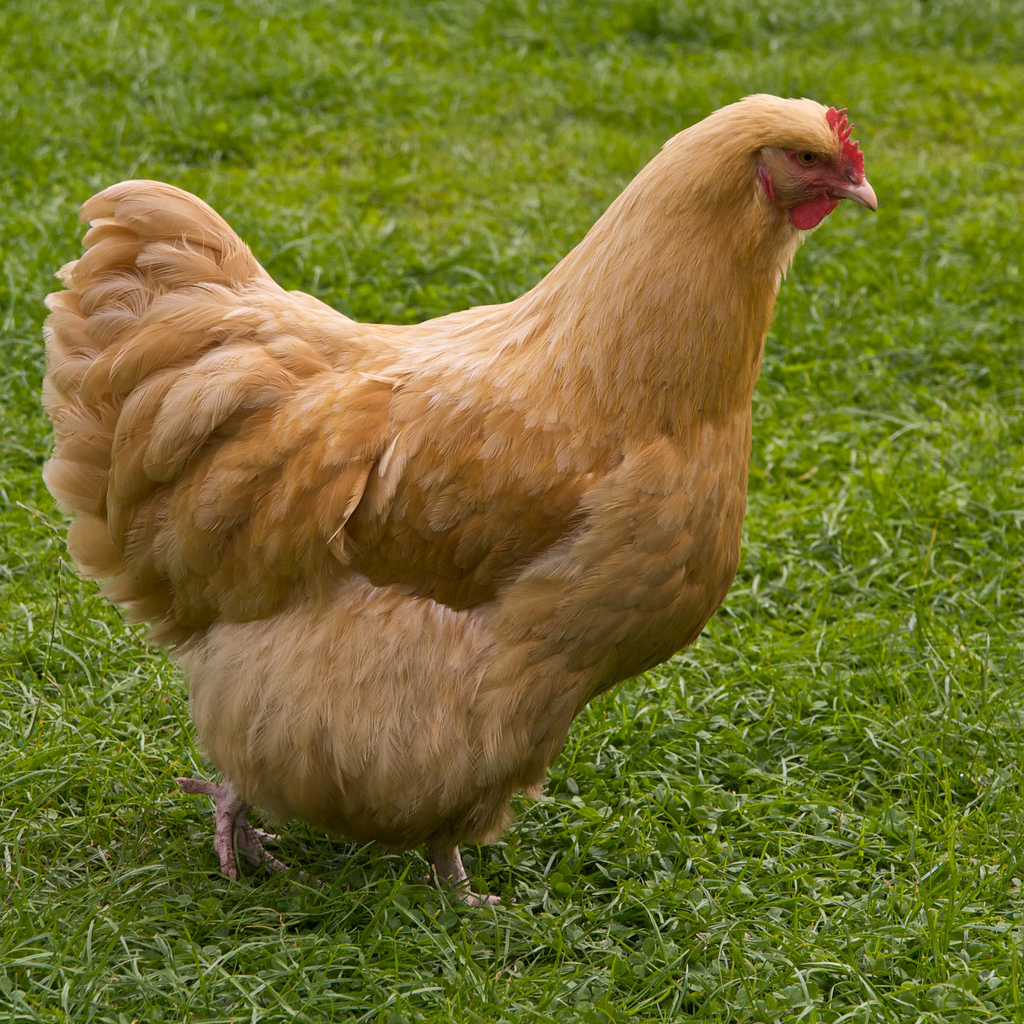 buff representative breed photograph; colour variety may differ