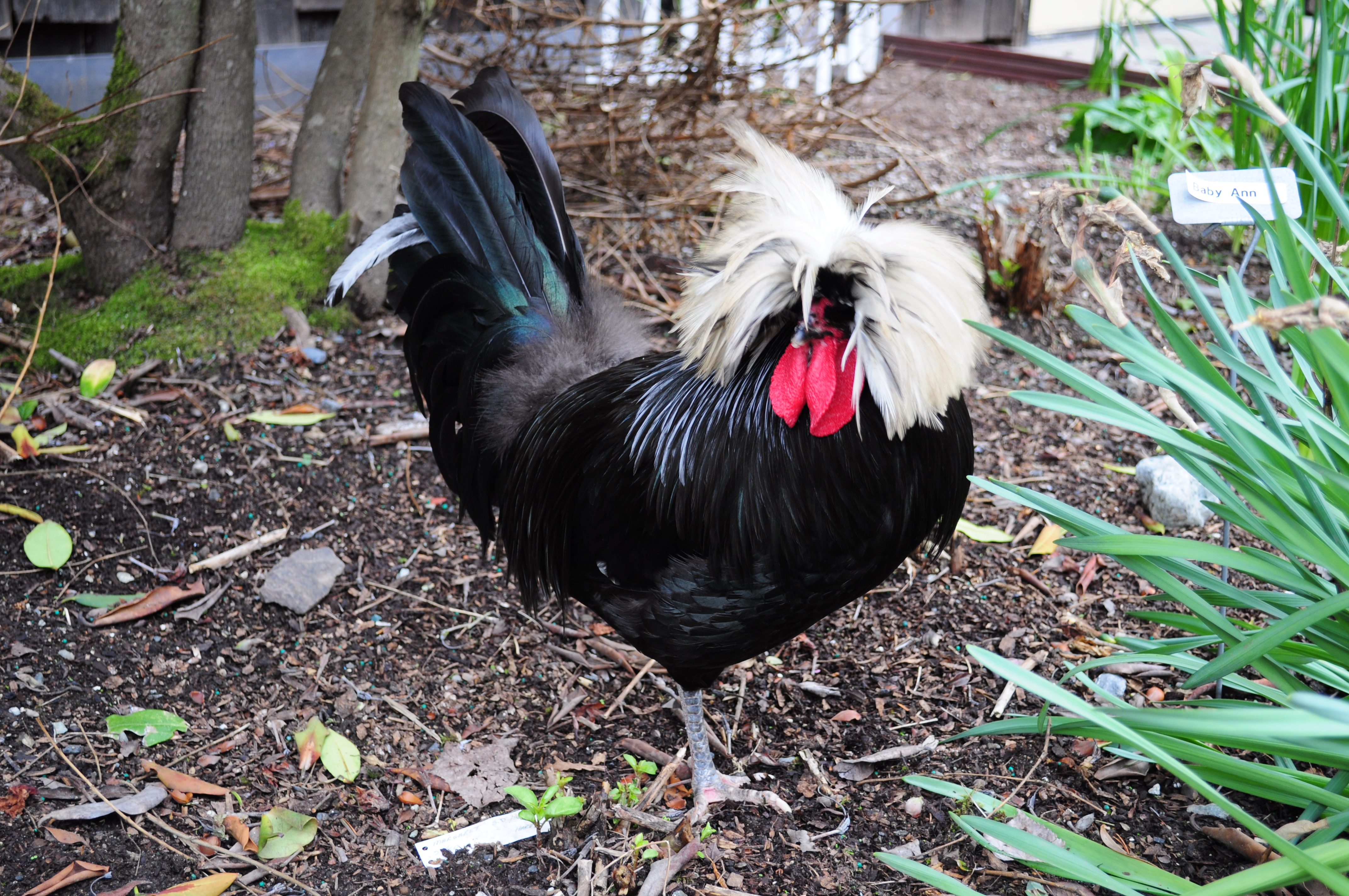 polish representative breed photograph; colour variety may differ