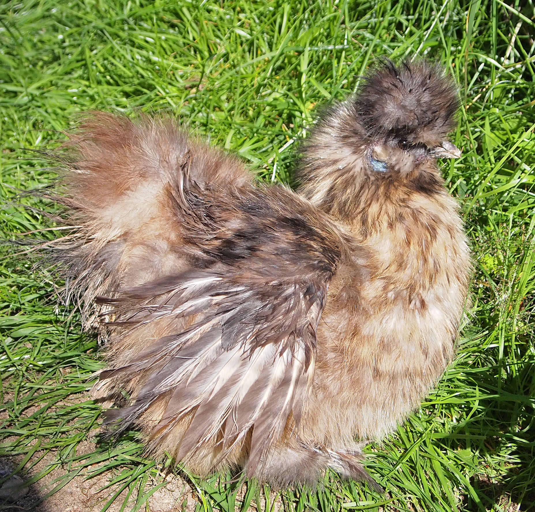 silkie representative breed photograph; colour variety may differ